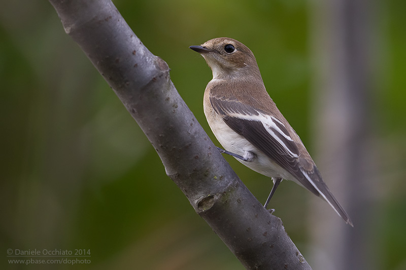 Pied Flycatcher (Ficedula hypoleuca)