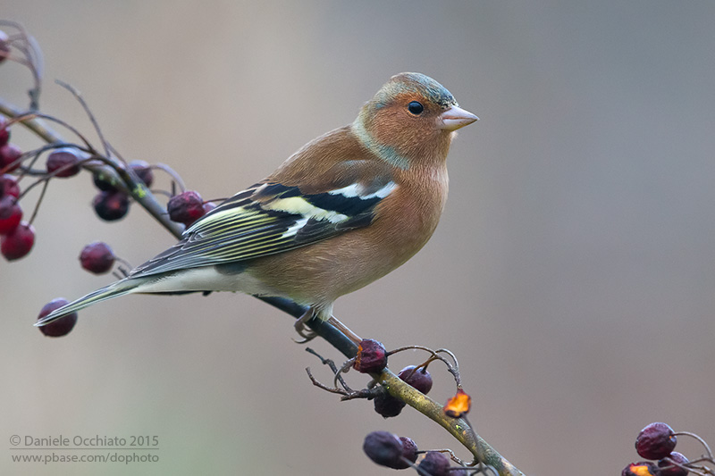 Chaffinch (Fringilla coelebs)