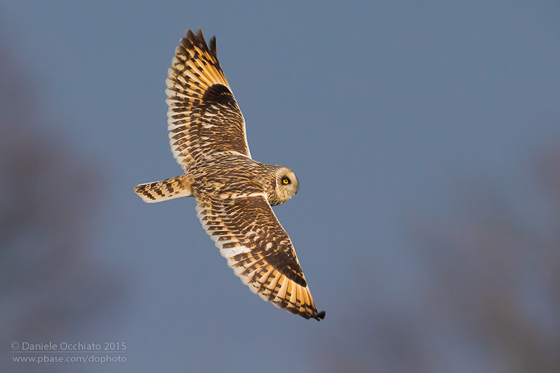 Short-eared Owl (Asio flammeus)