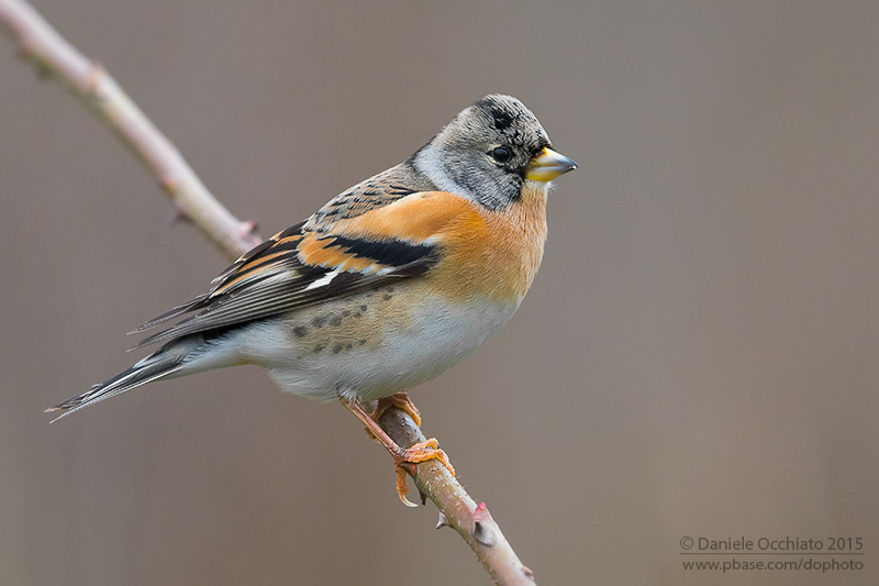 Brambling (Fringilla montifringilla)