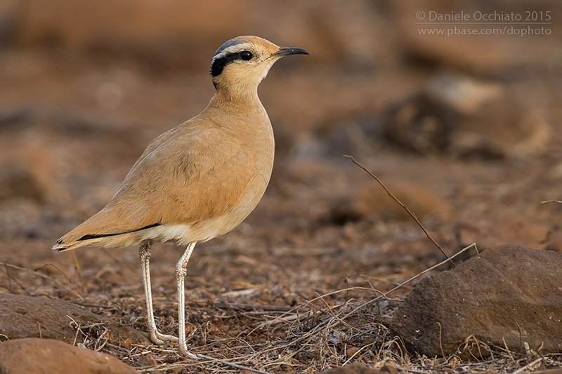 Cream-coloured Courser (Cursorius cursor exsul)