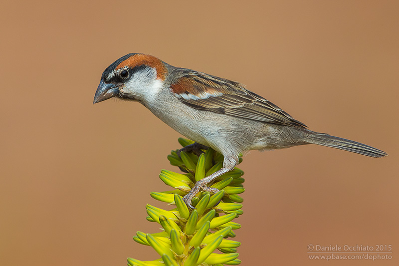 Iago Sparrow (Passer iagoensis)