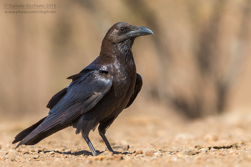 Brown-necked Raven (Corvus ruficollis)