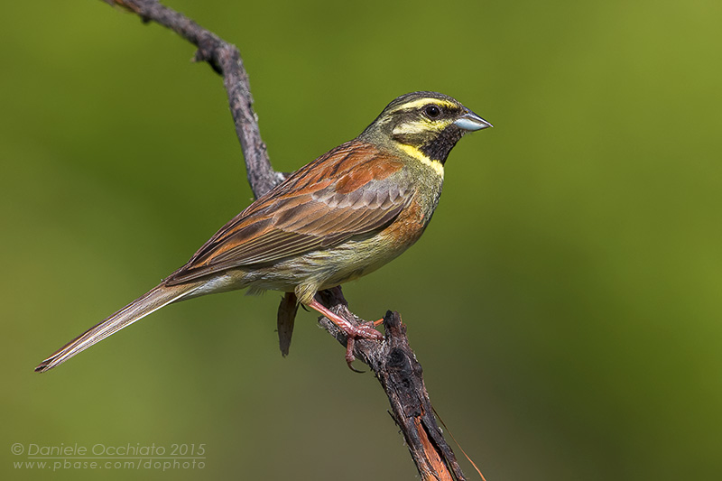 Cirl Bunting (Emberiza cirlus)