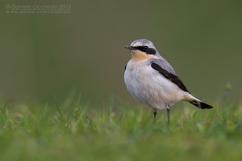 Northern Wheatear (Oenanthe oenanthe)