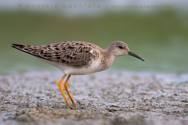 Ruff (Philomachus pugnax)