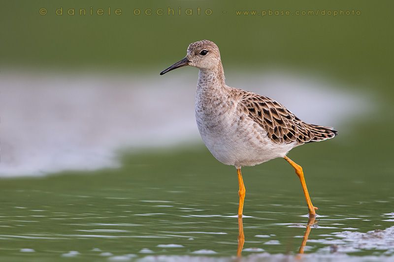 Ruff (Philomachus pugnax)