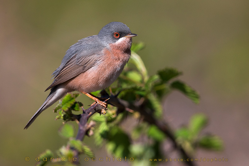 Moltonis Warbler (Sylvia subalpina)