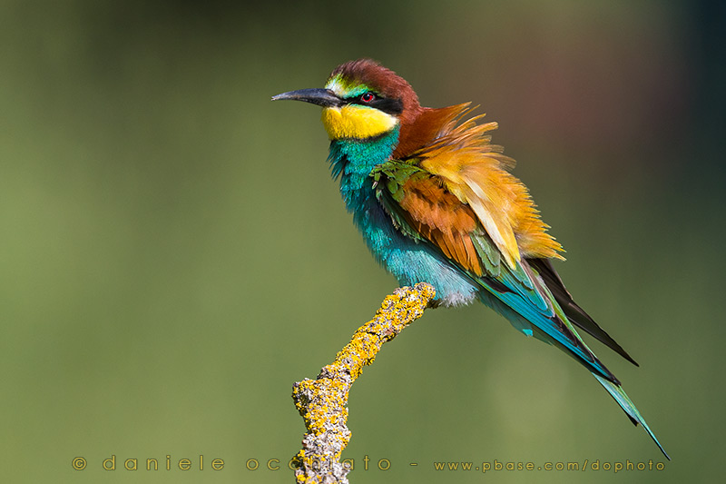 Bee-eater (Merops apiaster)