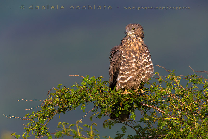 Honey Buzzard (Pernis apivorus)