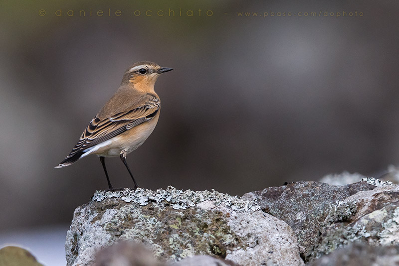 Greenland Northern Wheatear (Oenanthe oenanthe leucorhoa)