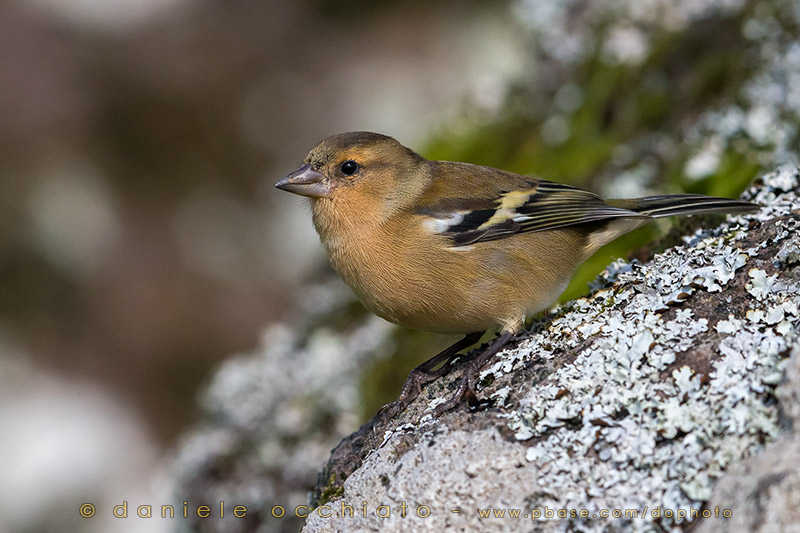 Azores Chaffinch (Fringilla moreletti)