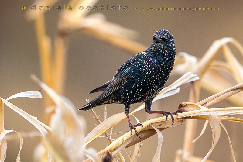 Common Starling (Sturnus vulgaris granti)