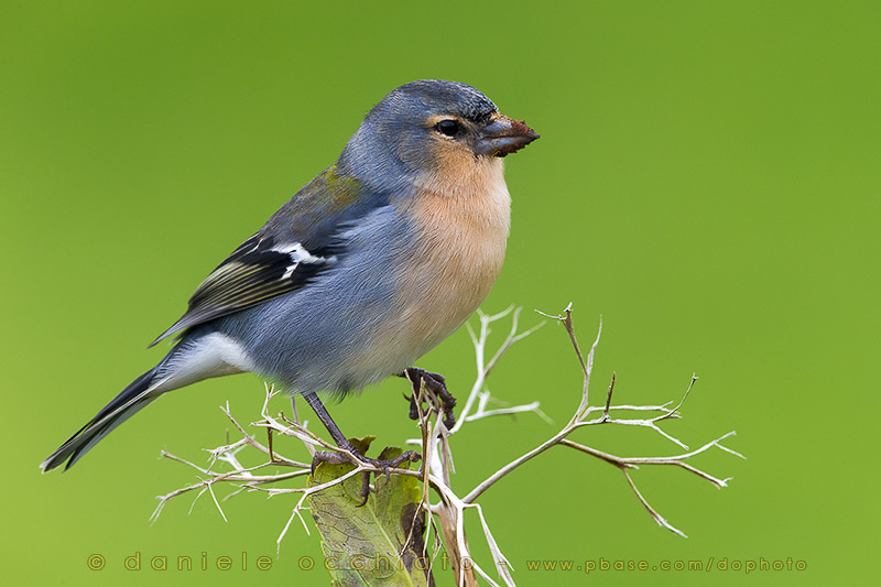 Azores Chaffinch (Fringilla moreletti)