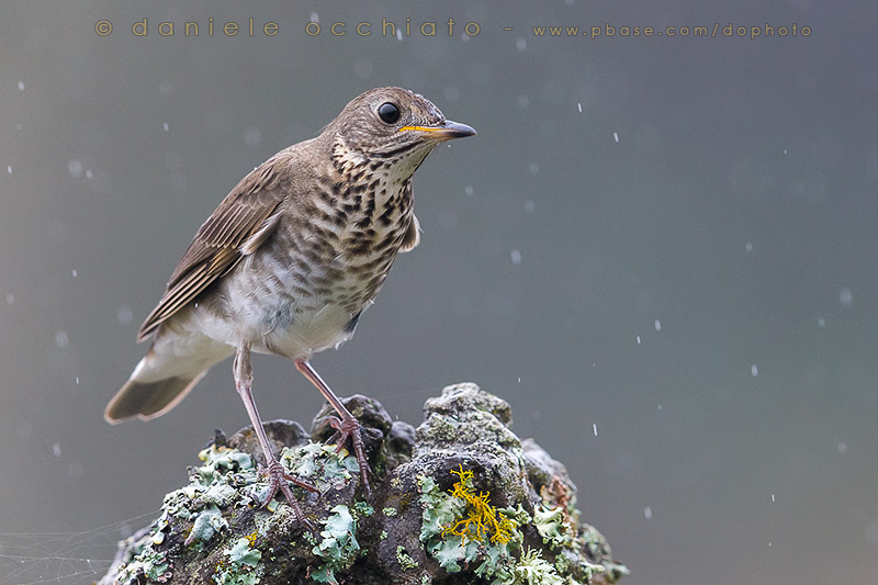 Grey-cheeked Thrush (Catharus minimus)