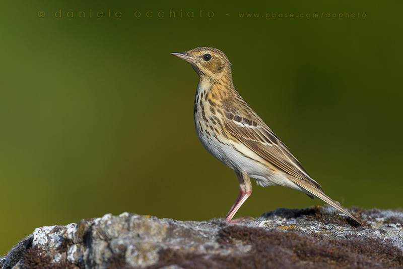 Tree Pipit (Anthus trivialis)