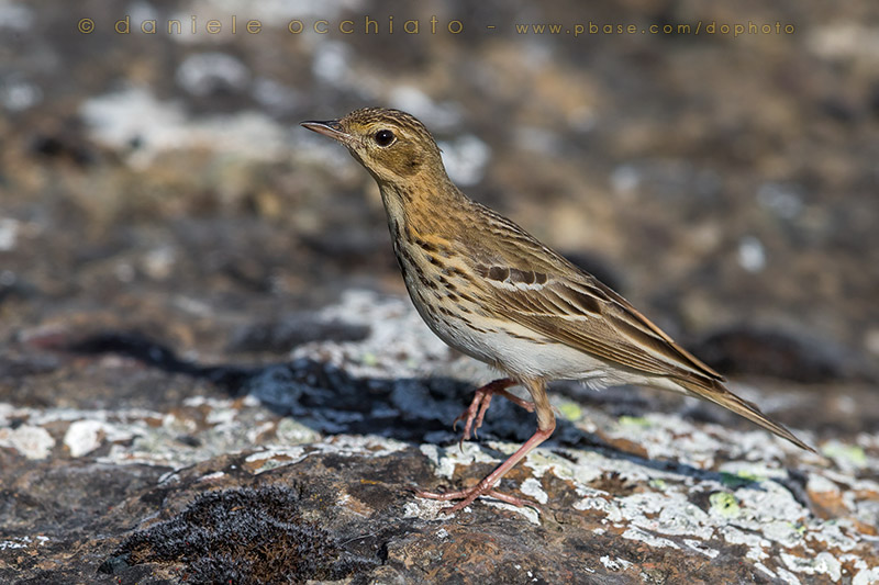 Tree Pipit (Anthus trivialis)