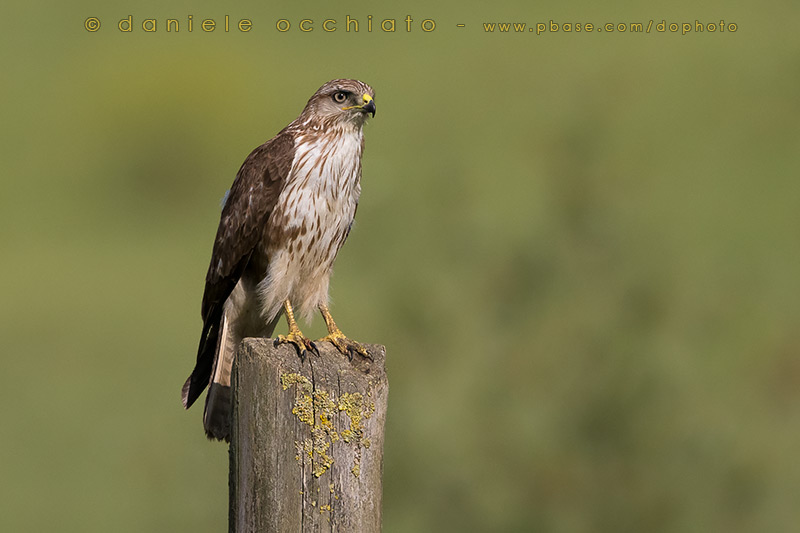 Common Buzzard (Buteo buteo)