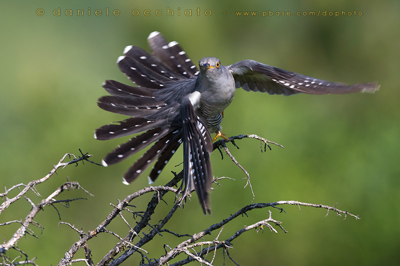Common Cuckoo (Cuculus canorus)