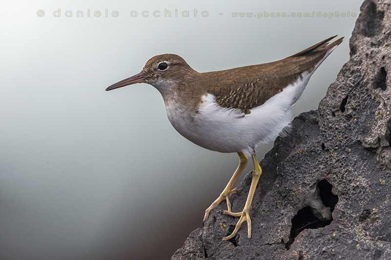 Spotted Sandpiper (Actitis macularius)
