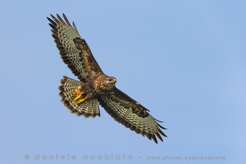 Azores Buzzard (Buteo buteo rothschildi)