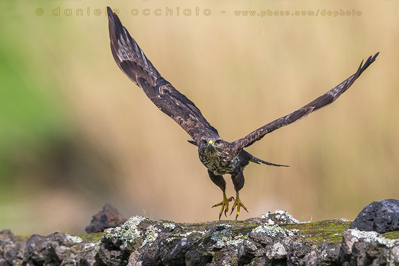 Azores Buzzard (Buteo buteo rothschildi)
