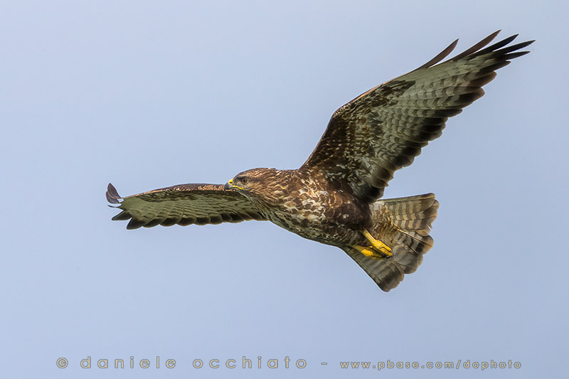 Azores Buzzard (Buteo buteo rothschildi)