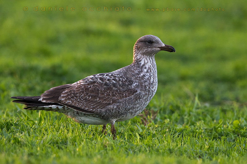 Azores Yellow-legged Gull (Larus michahellis atlantis)