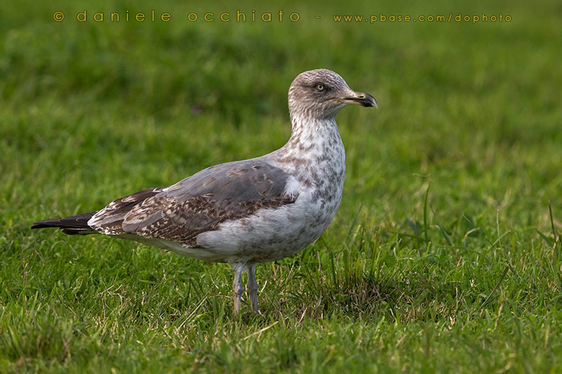 Azores Yellow-legged Gull (Larus michahellis atlantis)