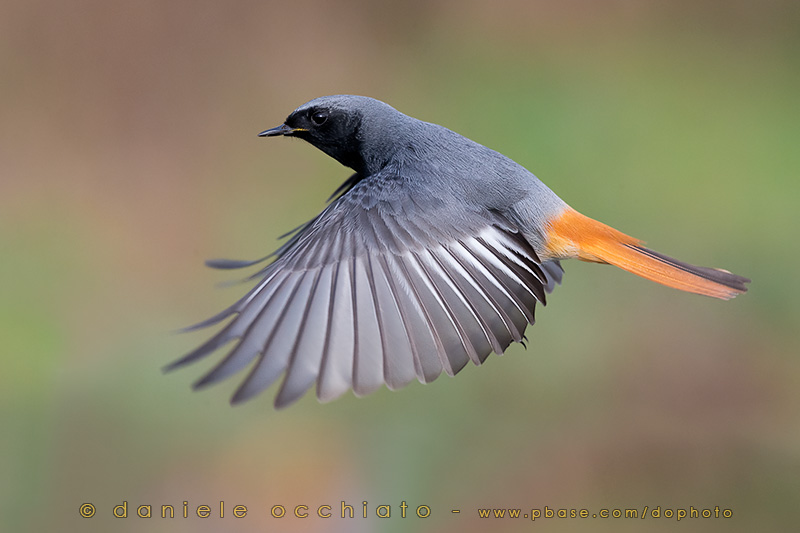 Black Redstart (Phoenicurus ochruros gibraltariensis)