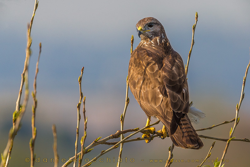 Common Buzzard (Buteo buteo)