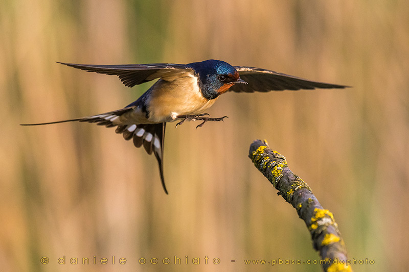 Barn Swallow (Hirundo rustica)