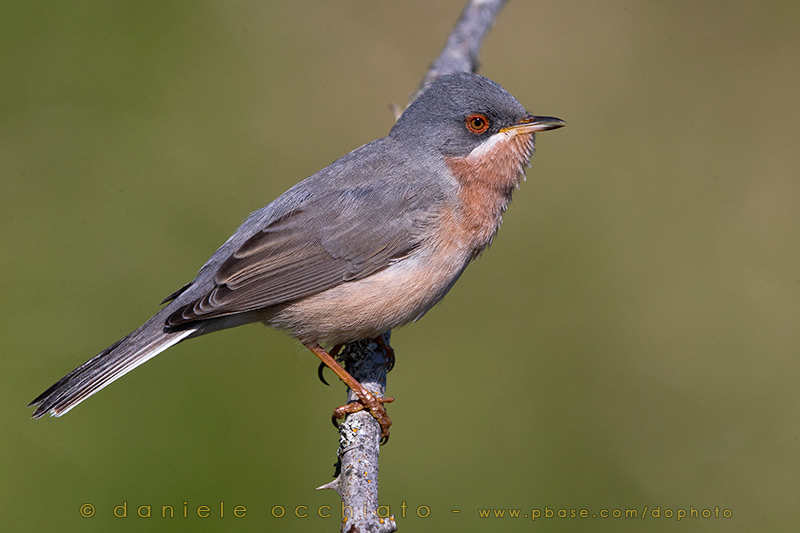 Moltonis / Eastern Subalpine Warbler (Sylvia subalpina / Sylvia cantillans cantillans)