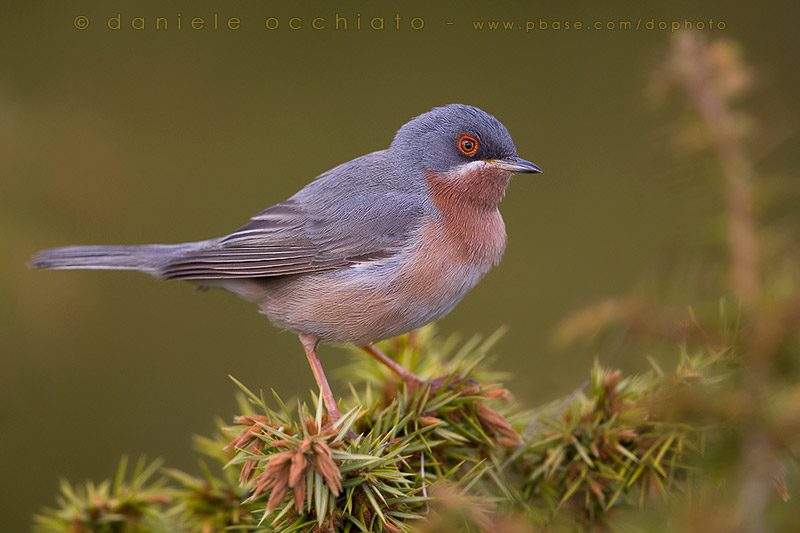 Eastern Subalpine Warbler (Sylvia cantillans cantillans)