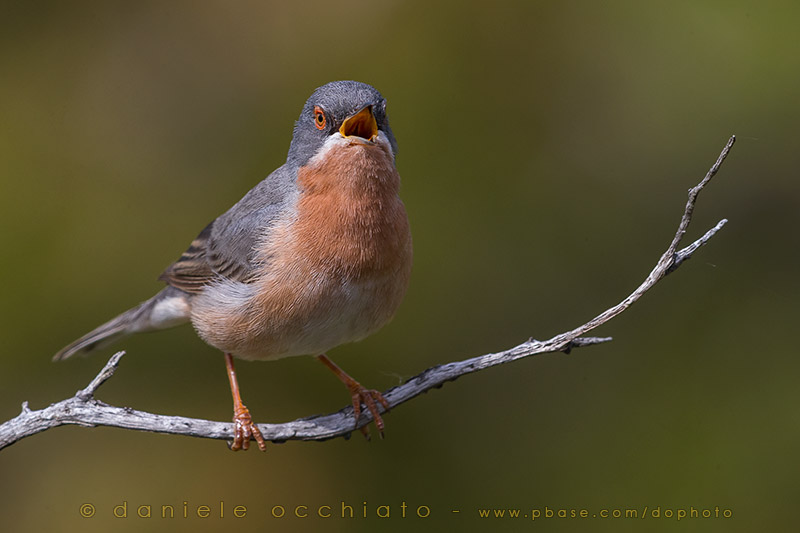 Eastern Subalpine Warbler (Sylvia cantillans cantillans)