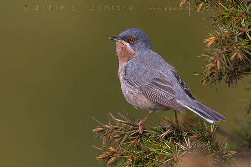 Eastern Subalpine Warbler (Sylvia cantillans cantillans)