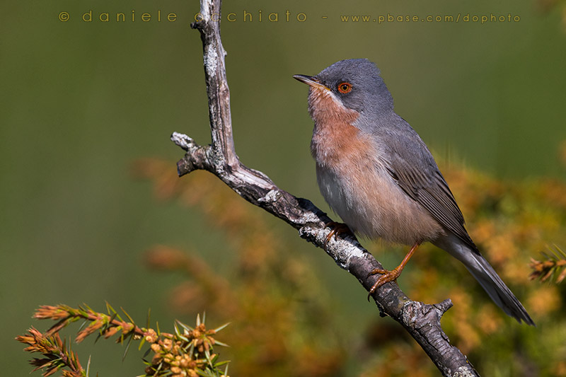 Moltonis / Eastern Subalpine Warbler (Sylvia subalpina / Sylvia cantillans cantillans)