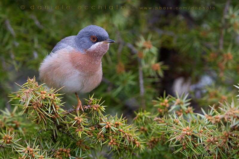 Moltonis / Eastern Subalpine Warbler (Sylvia subalpina / Sylvia cantillans cantillans)