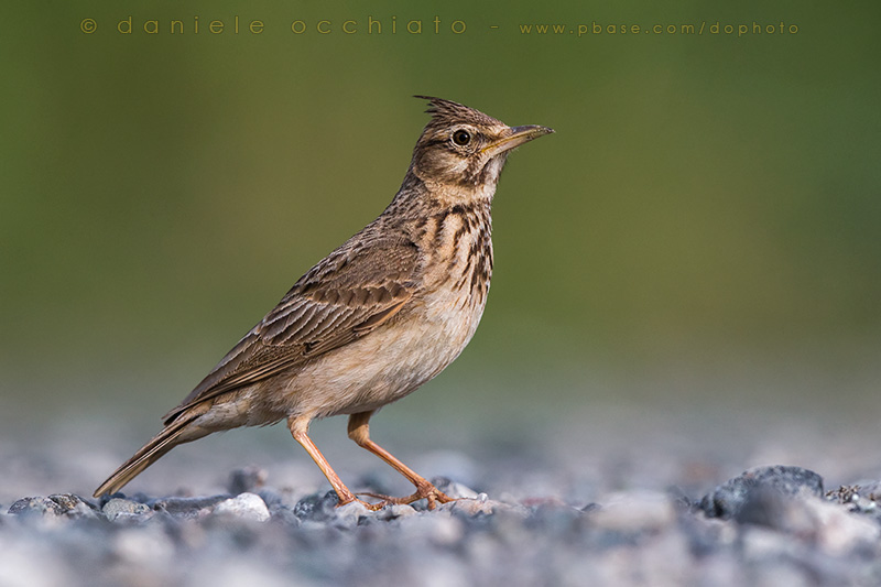 Crested Lark (Galerida cristata naumanni)