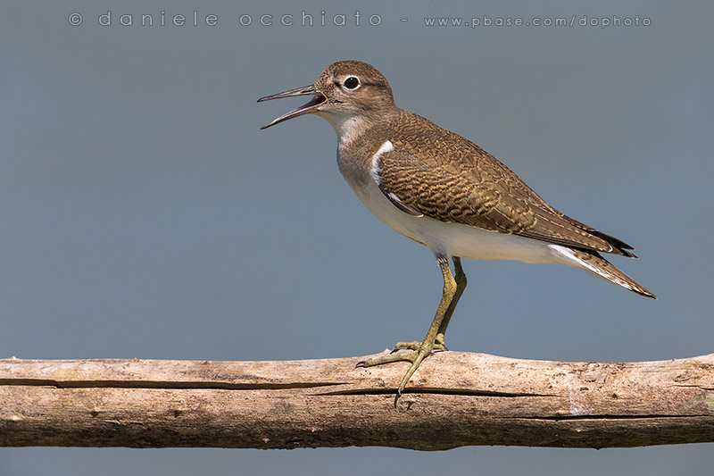 Common Sandpiper (Actitis hypoleucos)