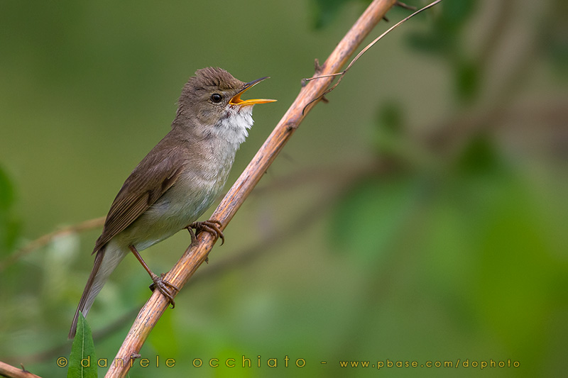 Blyths Reed Warbler (Acrocephalus dumetorum)