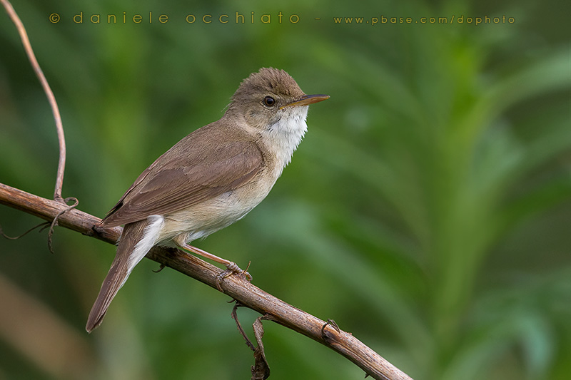 Blyths Reed Warbler (Acrocephalus dumetorum)
