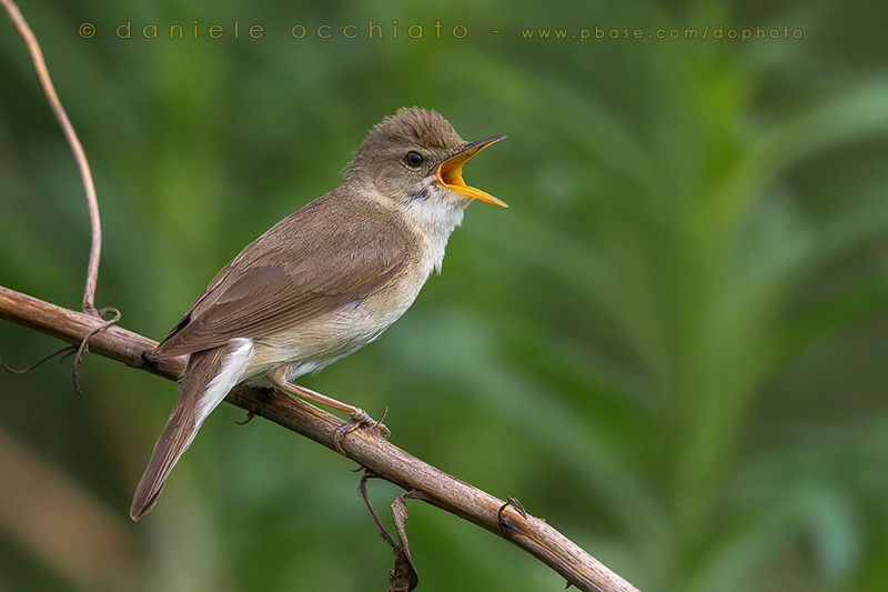 Blyths Reed Warbler (Acrocephalus dumetorum)
