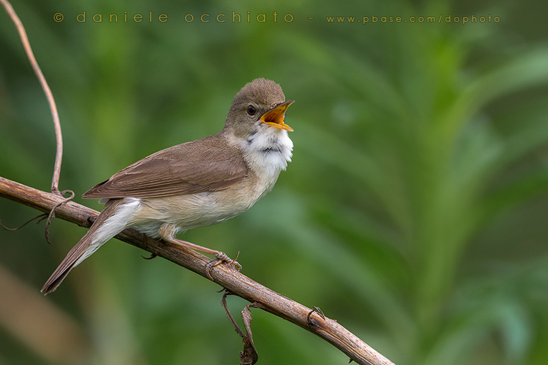 Blyths Reed Warbler (Acrocephalus dumetorum)