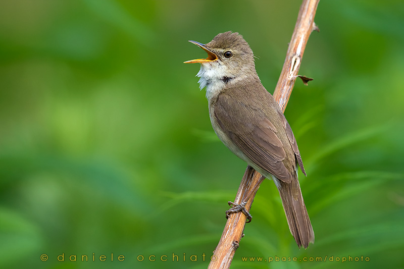 Blyths Reed Warbler (Acrocephalus dumetorum)