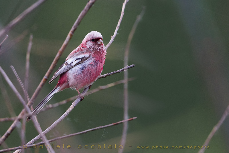 Long-tailed Rosefinch (Uragus sibiricus)