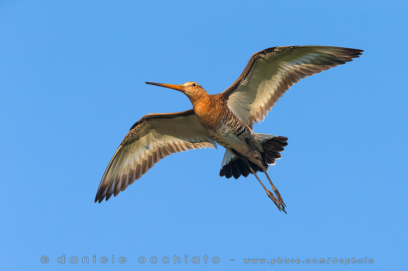 Black-tailed Godwit (Limosa limosa)