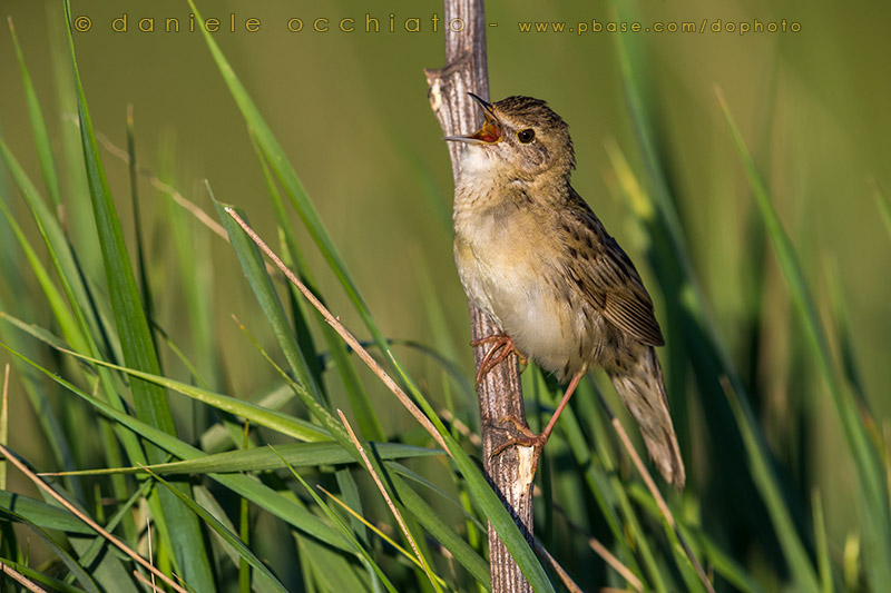 Grasshopper Warbler (Locustella naevia straminea)