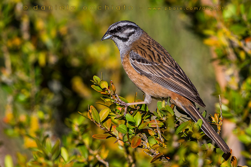 Rock Bunting (Emberiza cia)