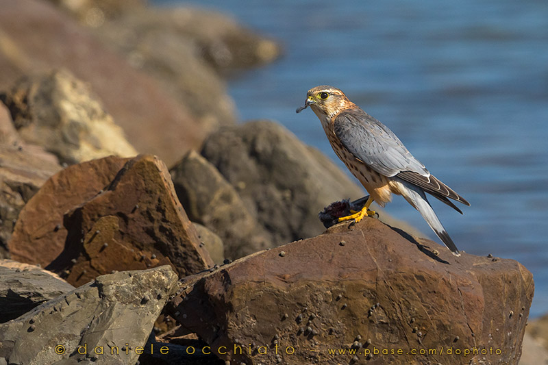 Merlin (Falco columbarius insignis)